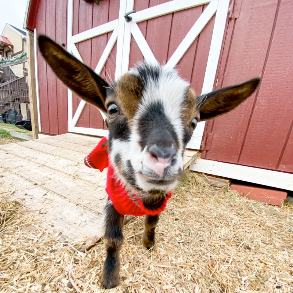 Goat at Riverwatch Farm