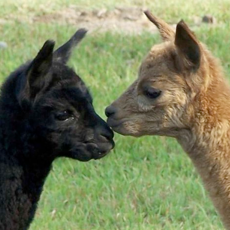 Alpacas